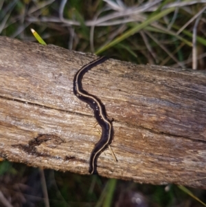 Caenoplana coerulea at Molonglo Valley, ACT - 30 Sep 2021