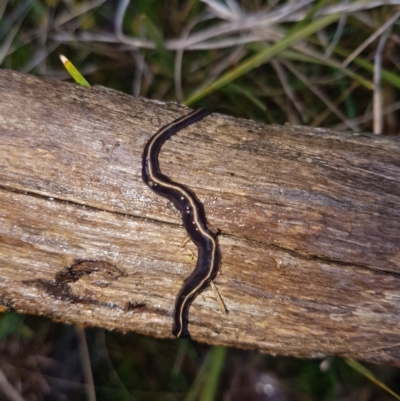 Caenoplana coerulea (Blue Planarian, Blue Garden Flatworm) at Molonglo Valley, ACT - 30 Sep 2021 by Harrisi