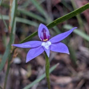 Glossodia major at Currawang, NSW - suppressed