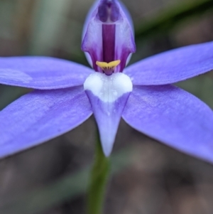 Glossodia major at Currawang, NSW - 30 Sep 2021