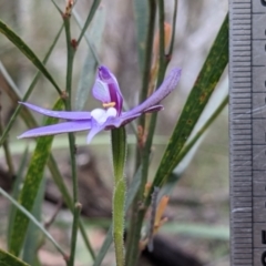 Glossodia major at Currawang, NSW - suppressed