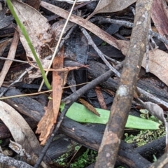 Glossodia major at Currawang, NSW - suppressed