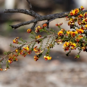 Dillwynia phylicoides at O'Connor, ACT - suppressed