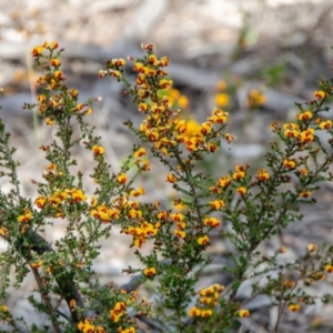 Dillwynia phylicoides at O'Connor, ACT - 27 Sep 2021