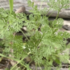 Daucus glochidiatus (Australian Carrot) at Red Hill to Yarralumla Creek - 30 Sep 2021 by KL