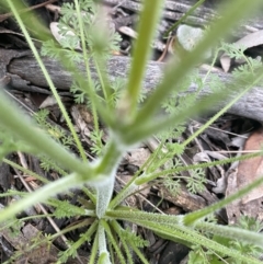 Daucus glochidiatus at Deakin, ACT - 30 Sep 2021