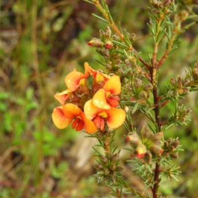 Dillwynia sericea (Egg And Bacon Peas) at Mount Taylor - 29 Sep 2021 by MatthewFrawley