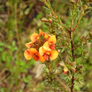 Dillwynia sericea at Fisher, ACT - 29 Sep 2021