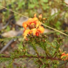 Dillwynia sericea at Fisher, ACT - 29 Sep 2021 03:12 PM