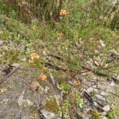 Dillwynia sericea at Fisher, ACT - 29 Sep 2021