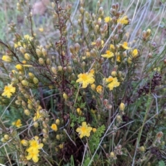 Hibbertia calycina (Lesser Guinea-flower) at McQuoids Hill - 30 Sep 2021 by HelenCross