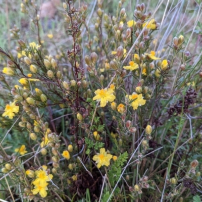 Hibbertia calycina (Lesser Guinea-flower) at McQuoids Hill - 30 Sep 2021 by HelenCross