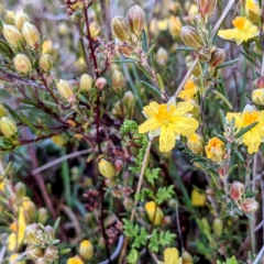 Hibbertia calycina at Stromlo, ACT - 30 Sep 2021 06:01 PM