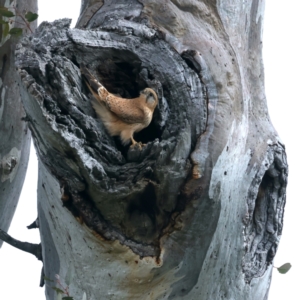 Falco cenchroides at Majura, ACT - suppressed