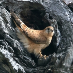 Falco cenchroides at Majura, ACT - suppressed