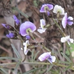 Glycine clandestina (Twining Glycine) at Garran, ACT - 28 Sep 2021 by RobParnell