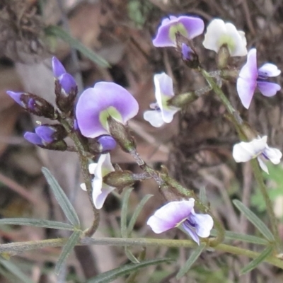 Glycine clandestina (Twining Glycine) at Red Hill Nature Reserve - 28 Sep 2021 by RobParnell