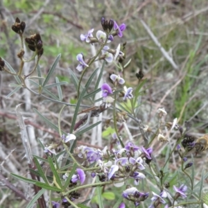 Glycine clandestina at Garran, ACT - 28 Sep 2021