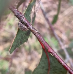 Trachymela sp. (genus) at Murrumbateman, NSW - 30 Sep 2021