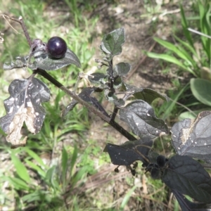 Solanum nigrum at Garran, ACT - 28 Sep 2021