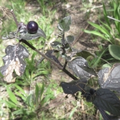 Solanum nigrum (Black Nightshade) at Garran, ACT - 28 Sep 2021 by RobParnell