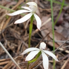 Caladenia ustulata (Brown Caps) at Holt, ACT - 30 Sep 2021 by drakes