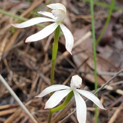 Caladenia ustulata (Brown Caps) at Holt, ACT - 30 Sep 2021 by drakes