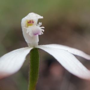 Caladenia ustulata at Holt, ACT - suppressed