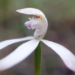 Caladenia ustulata at Holt, ACT - suppressed