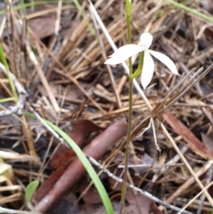 Caladenia ustulata at Holt, ACT - suppressed