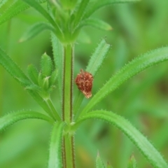 Galium aparine (Goosegrass, Cleavers) at Point Hut to Tharwa - 30 Sep 2021 by RodDeb