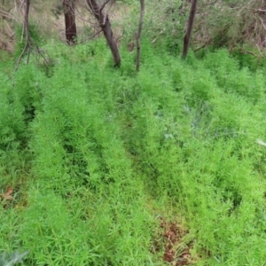 Galium aparine at Tuggeranong DC, ACT - 30 Sep 2021