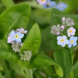 Myosotis laxa subsp. caespitosa at Paddys River, ACT - 30 Sep 2021