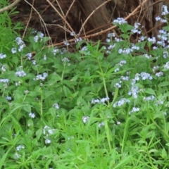 Myosotis laxa subsp. caespitosa at Paddys River, ACT - 30 Sep 2021