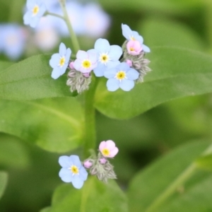 Myosotis laxa subsp. caespitosa at Paddys River, ACT - 30 Sep 2021