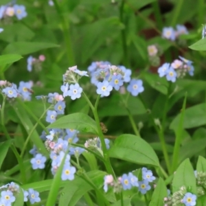 Myosotis laxa subsp. caespitosa at Paddys River, ACT - 30 Sep 2021