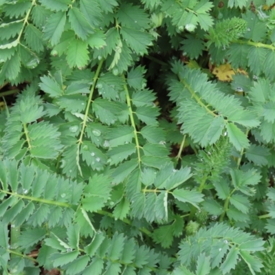 Sanguisorba minor (Salad Burnet, Sheep's Burnet) at Point Hut to Tharwa - 30 Sep 2021 by RodDeb