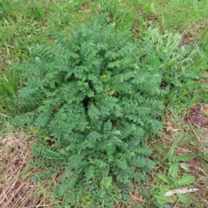 Sanguisorba minor at Paddys River, ACT - 30 Sep 2021