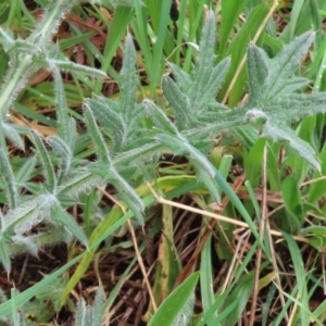 Cirsium vulgare at Paddys River, ACT - 30 Sep 2021