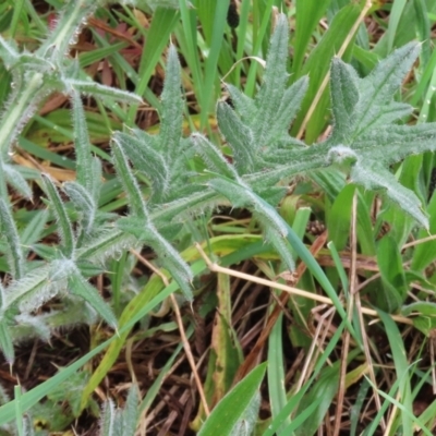 Cirsium vulgare (Spear Thistle) at Point Hut to Tharwa - 30 Sep 2021 by RodDeb