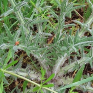 Cirsium vulgare at Paddys River, ACT - 30 Sep 2021