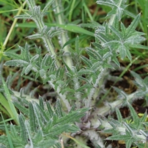 Cirsium vulgare at Paddys River, ACT - 30 Sep 2021