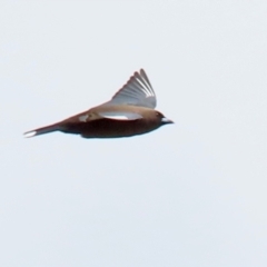 Artamus cyanopterus cyanopterus (Dusky Woodswallow) at Gordon, ACT - 30 Sep 2021 by RodDeb