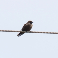 Artamus cyanopterus at Gordon, ACT - 30 Sep 2021 01:21 PM