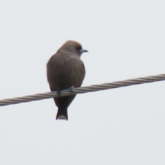 Artamus cyanopterus at Gordon, ACT - 30 Sep 2021 01:21 PM