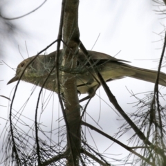 Colluricincla harmonica (Grey Shrikethrush) at Point Hut to Tharwa - 30 Sep 2021 by RodDeb