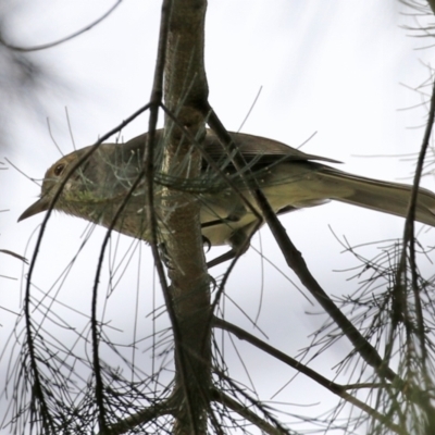 Colluricincla harmonica (Grey Shrikethrush) at Gordon, ACT - 30 Sep 2021 by RodDeb