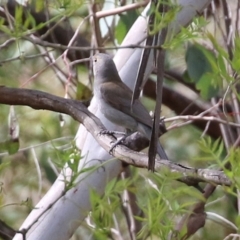 Colluricincla harmonica at Gordon, ACT - 30 Sep 2021 01:55 PM