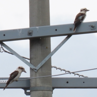 Dacelo novaeguineae (Laughing Kookaburra) at Gordon, ACT - 30 Sep 2021 by RodDeb