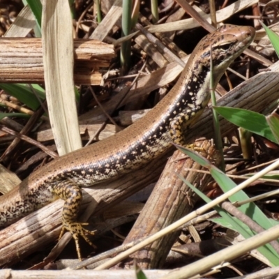 Eulamprus heatwolei (Yellow-bellied Water Skink) at Tuggeranong DC, ACT - 30 Sep 2021 by RodDeb